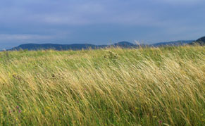 Wheat harvest